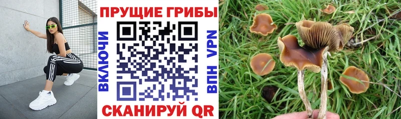 Псилоцибиновые грибы Magic Shrooms  Купить где  Рузаевка 